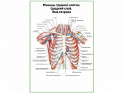 Мышцы грудной клетки. Средний слой. Вид спереди плакат глянцевый А1/А2 (глянцевый A2)