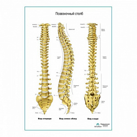 Позвоночный столб плакат глянцевый А1+/А2+ (матовый холст от 200 г/кв.м, размер A1+)