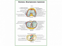 Коленный сустав, внутреннее строение плакат глянцевый А1/А2 (глянцевый A1)