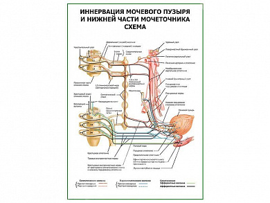 Иннервация мочевого пузыря и нижней части мочеточника плакат глянцевый А1/А2 (глянцевый A1)