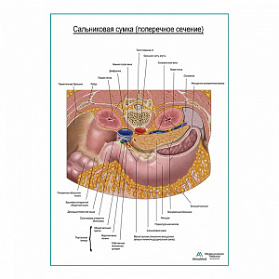 Сальниковая сумка. Поперечное сечение плакат глянцевый  А1+/А2+ (глянцевая фотобумага от 200 г/кв.м, размер A1+)