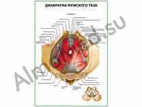 Диафрагма мужского таза плакат ламинированный А1/А2 (ламинированный	A2)