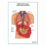Лимфатические сосуды и узлы тонкого кишечника плакат глянцевый А1+/А2+ (глянцевая фотобумага от 200 г/кв.м, размер A1+)