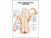 Спина. Поверхностная анатомия плакат глянцевый А1/А2 (глянцевый A2)