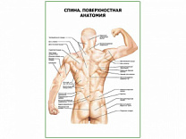 Спина. Поверхностная анатомия плакат глянцевый А1/А2 (глянцевый A2)