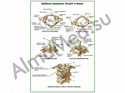 Шейные позвонки плакат ламинированный А1/А2 (ламинированный	A2)