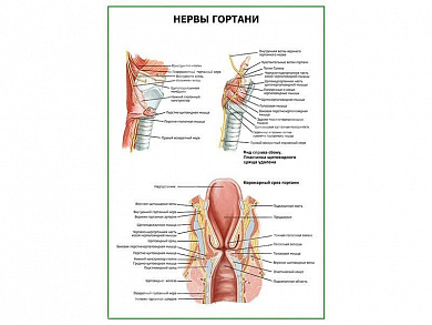 Нервы гортани плакат глянцевый А1/А2 (глянцевый A2)