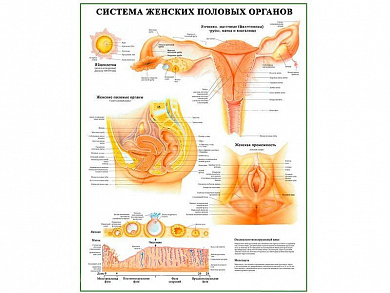Система женских половых органов, плакат глянцевый А1/А2 (глянцевый A2)