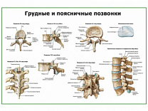 Грудные позвонки и их соединения, плакат глянцевый А1/А2 (глянцевый A1)