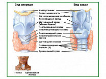 Строение гортани, плакат глянцевый/ламинированный А1/А2 (глянцевый	A2)