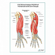 Разгибатели запястья и пальцев плакат глянцевый А1+/А2+ (глянцевая фотобумага от 200 г/кв.м, размер A1+)