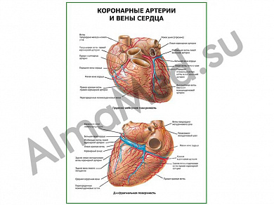 Коронарные артерии и вены сердца плакат глянцевый/ламинированный А1/А2 (глянцевый	A2)