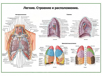 Легкие, строение и расположение, плакат глянцевый А1/А2 (глянцевый A1)