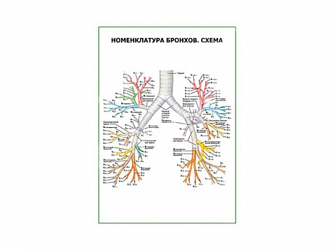 Номенклатура бронхов. Схема плакат глянцевый А1/А2 (глянцевый A1)