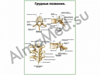 Грудные позвонки плакат ламинированный А1/А2 (ламинированный	A2)