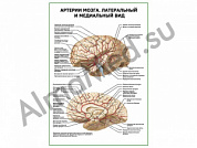 Артерии мозга. Латеральный и медиальный вид плакат глянцевый/ламинированный А1/А2 (глянцевый	A2)