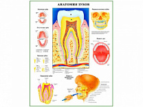 Анатомия зубов, плакат глянцевый А1/А2 (глянцевый A1)
