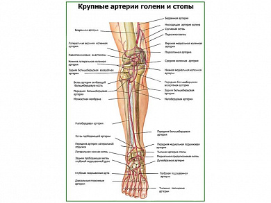 Крупные артерии голени и стопы плакат глянцевый А1/А2 (глянцевый A2)