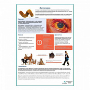 Лептоспироз медицинский плакат А1+/A2+ (матовый холст от 200 г/кв.м, размер A1+ )