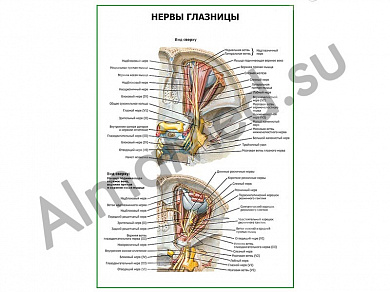 Нервы глазницы плакат ламинированный А1/А2 (ламинированный	A2)