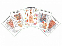 Комплект плакатов для кабинета эндокринолога глянцевый А1/А2 (глянцевый A1)