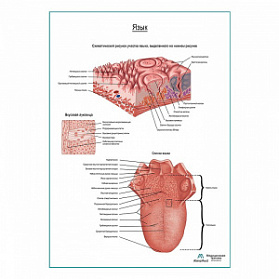 Язык, плакат глянцевый  А1+/А2+ (глянцевый холст от 200 г/кв.м, размер A1+)