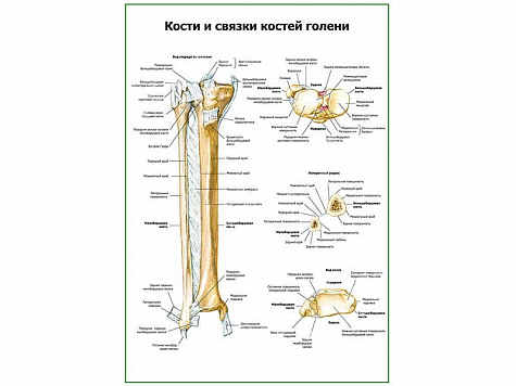 Кости и связки костей голени плакат глянцевый А1/А2 (глянцевый A1) Кости и связки костей голени плакат глянцевый А1/А2 (глянцевый A1)