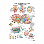 Строение головного мозга, плакат ламинированный/глянцевый А1/А2 (глянцевый	A2)
