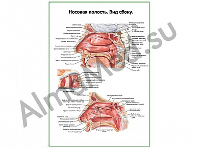 Носовая полость, вид сбоку, плакат ламинированный А1/А2 (ламинированный	A2)