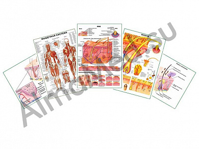 Комплект плакатов для кабинета косметолога ламинированный А1/А2 (ламинированный	A2)