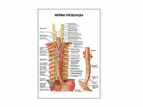 Нервы пищевода плакат глянцевый А1/А2 (глянцевый A2)