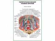 Париетальная фасция тазовых органов плакат глянцевый А1/А2 (глянцевый A1)