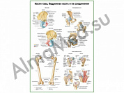 Кости таза, бедренная кость, соединение плакат глянцевый/ламинированный А1/А2 (ламинированный	A1)