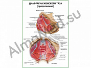 Диафрагма женского таза (продолжение) плакат ламинированный А1/А2 (ламинированный	A2)
