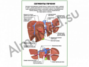 Сегменты печени плакат глянцевый/ламинированный А1/А2 (глянцевый	A2)