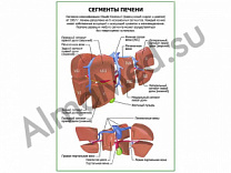 Сегменты печени плакат глянцевый/ламинированный А1/А2 (глянцевый	A2)