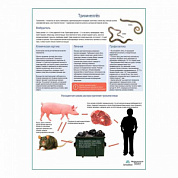 Трихинеллёз медицинский плакат А1+/A2+ (глянцевая фотобумага от 200 г/кв.м, размер A1+)