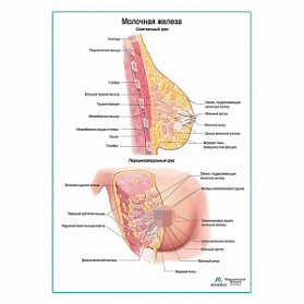 Молочная железа, строение плакат глянцевый А1+/А2+ (глянцевая фотобумага от 200 г/кв.м, размер A2+)