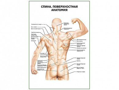 Спина. Поверхностная анатомия плакат глянцевый А1/А2 (глянцевый A1)