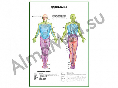 Дерматомы плакат ламинированный А1/А2 (ламинированный	A2)