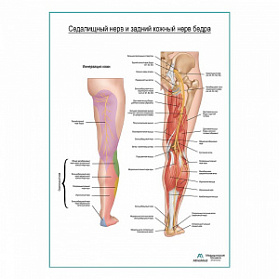Седалищный нерв и задний кожный нерв бедра плакат глянцевый А1+/А2+ (глянцевая фотобумага от 200 г/кв.м, размер A2+)