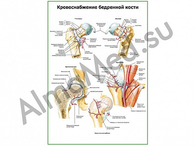 Кровоснабжение бедренной кости плакат глянцевый/ламинированный А1/А2 (глянцевый	A2)