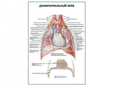 Диафрагмальный нерв плакат глянцевый А1/А2 (глянцевый A1)