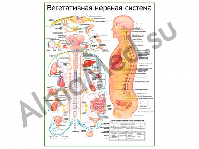 Вегетативная Нервная Система с фармакологией, плакат ламинированный А1/А2 (ламинированный	A2)