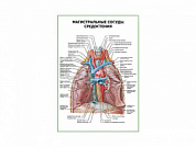Магистральные сосуды средостения плакат глянцевый А1/А2 (глянцевый A2)