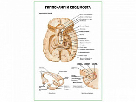 Гиппокамп и свод мозга плакат глянцевый А1+/А2+ (глянцевая фотобумага от 200 г/кв.м, размер A2+)