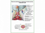 Мужская промежность, наружные половые органы, глубокий слой плакат глянцевый А1/А2 (глянцевый A2)