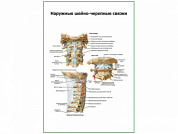 Наружные черепно-мозговые связки плакат глянцевый А1/А2 (глянцевый A1)