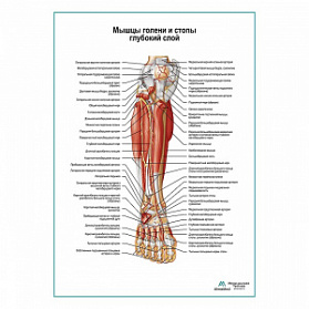 Мышцы голени и стопы глубокий слой, вид спереди плакат глянцевый А1+/А2+ (глянцевая фотобумага от 200 г/кв.м, размер A1+)