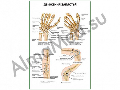 Движения запястья плакат ламинированный А1/А2 (ламинированный	A2)